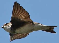 Sand Martin