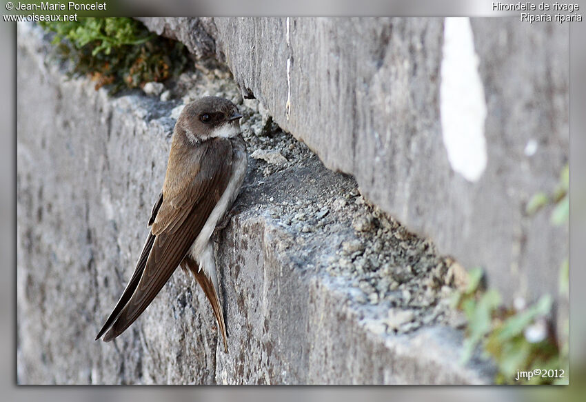 Sand Martin