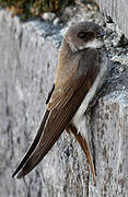 Sand Martin