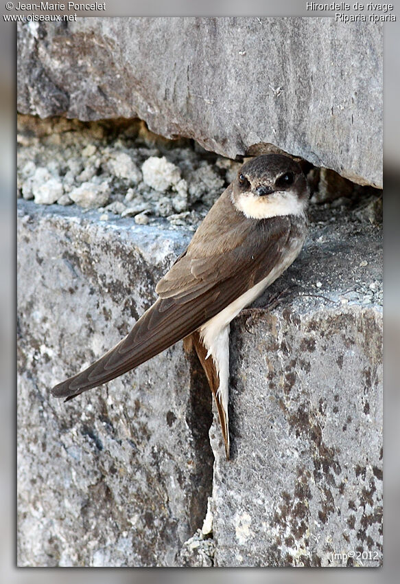 Sand Martin