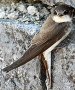 Sand Martin