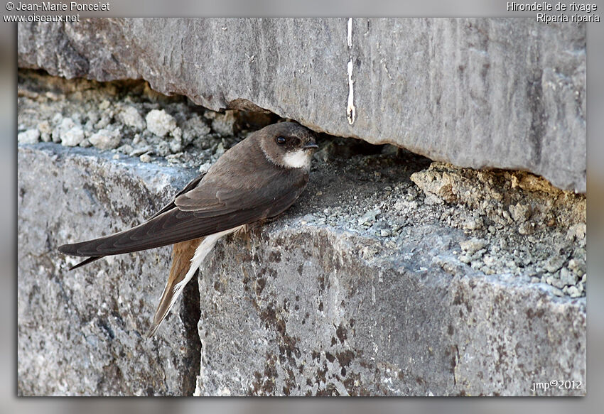 Sand Martin