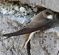 Sand Martin