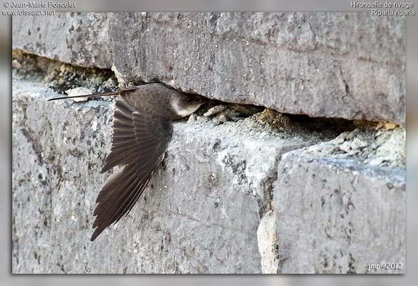 Sand Martin