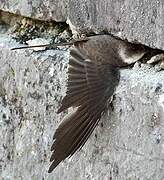 Sand Martin