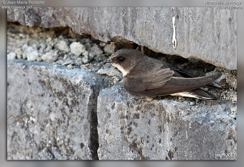 Sand Martin