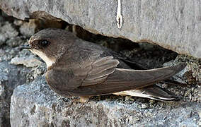 Sand Martin