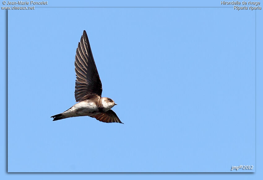 Sand Martin