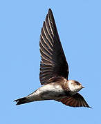 Sand Martin