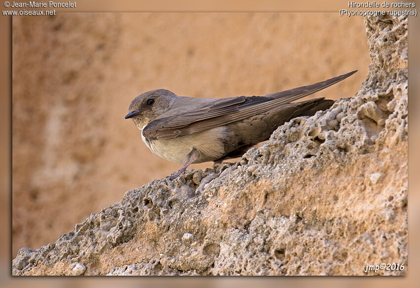 Hirondelle de rochers