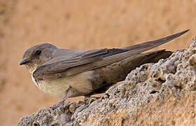 Eurasian Crag Martin