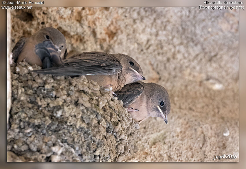 Hirondelle de rochers