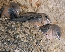 Eurasian Crag Martin