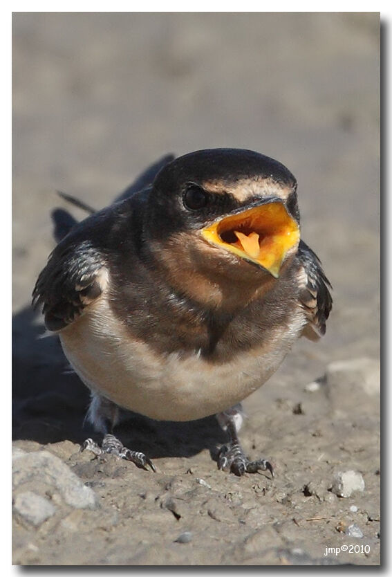 Barn Swallow