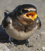 Barn Swallow