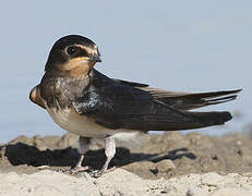 Barn Swallow