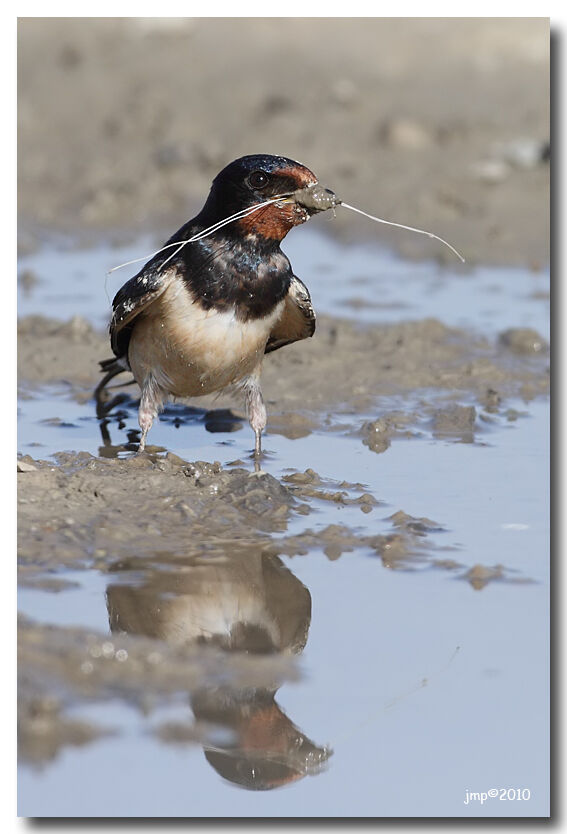 Barn Swallow