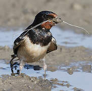 Barn Swallow