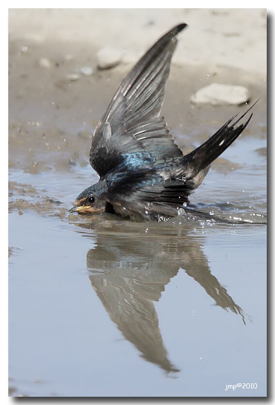 Barn Swallow