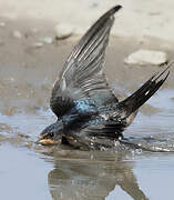 Barn Swallow