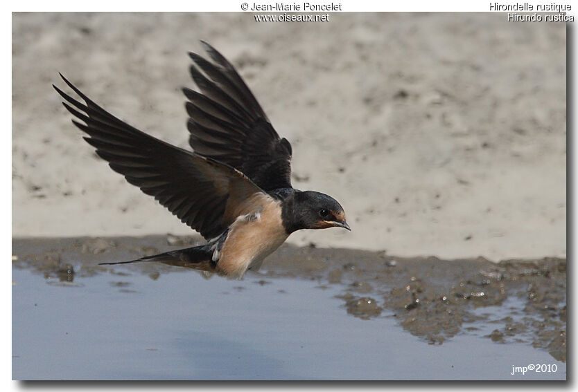 Barn Swallow