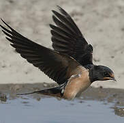 Barn Swallow