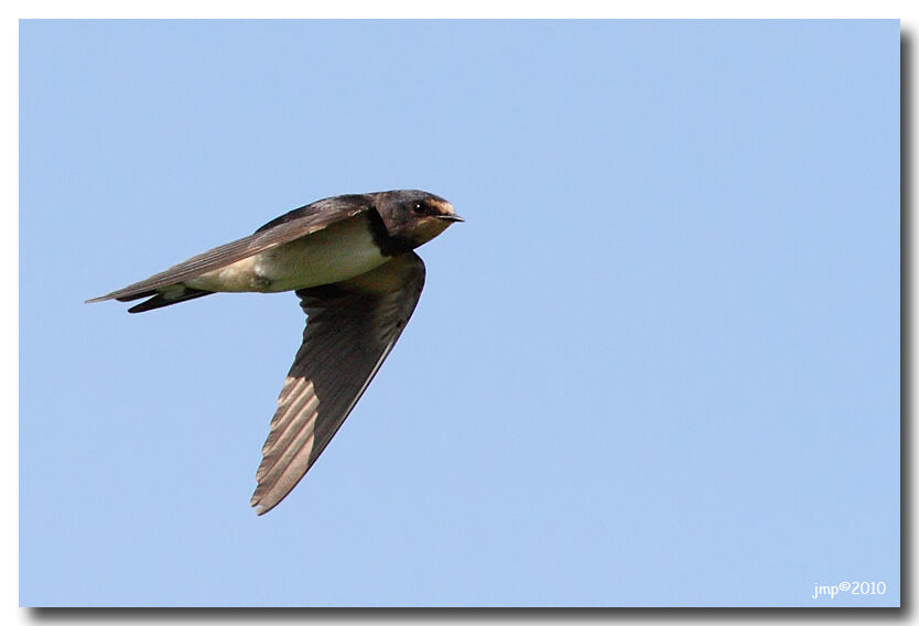 Barn Swallow