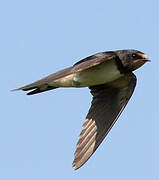 Barn Swallow