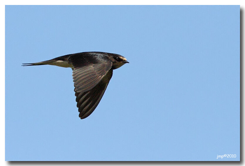 Barn Swallow