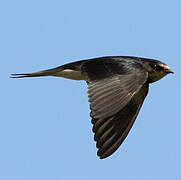 Barn Swallow