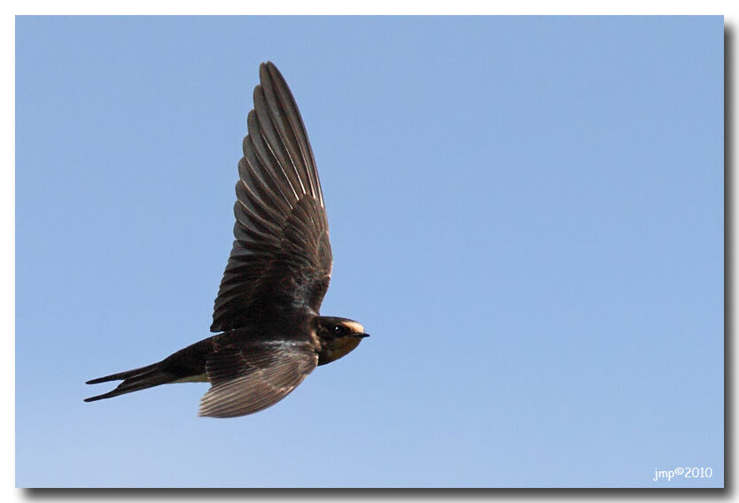 Barn Swallow