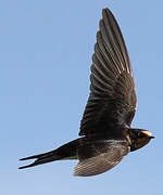 Barn Swallow