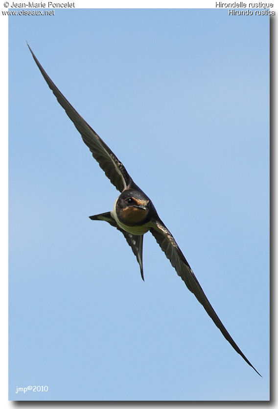 Barn Swallow