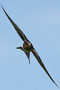 Barn Swallow