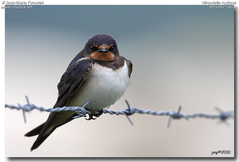 Barn Swallow