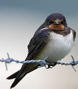 Barn Swallow