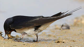 Barn Swallow