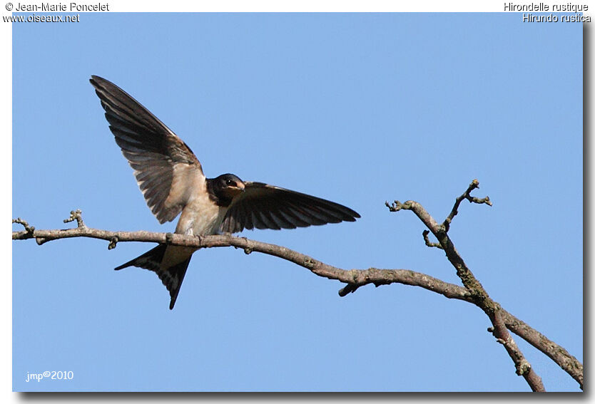 Barn Swallow