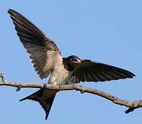 Barn Swallow