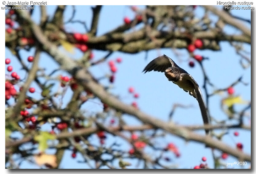 Barn Swallow