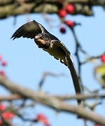 Barn Swallow