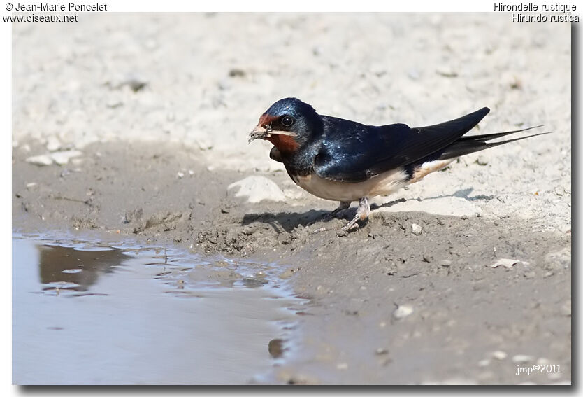 Barn Swallow