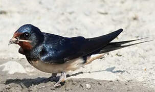 Barn Swallow