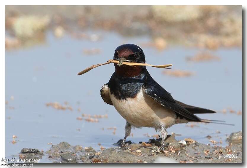 Barn Swallow