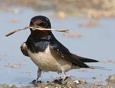 Barn Swallow