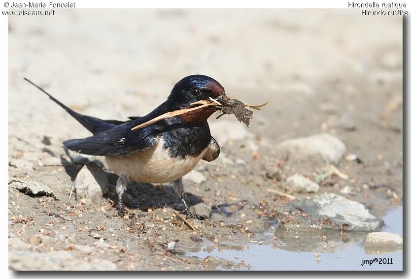 Barn Swallow