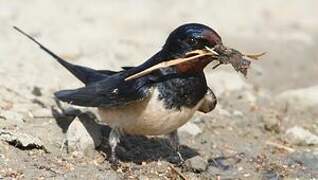 Barn Swallow