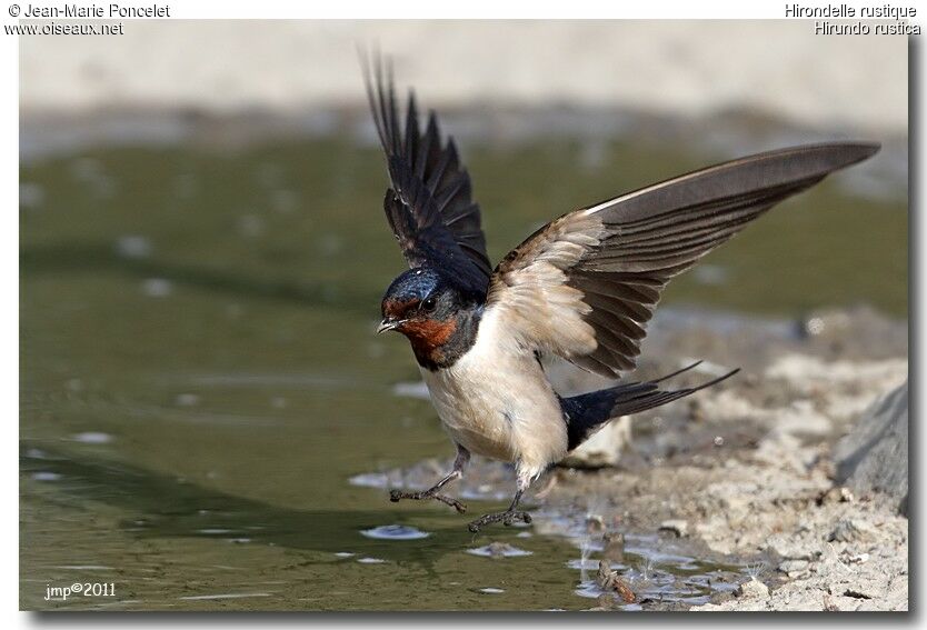 Barn Swallow