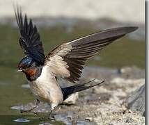 Barn Swallow