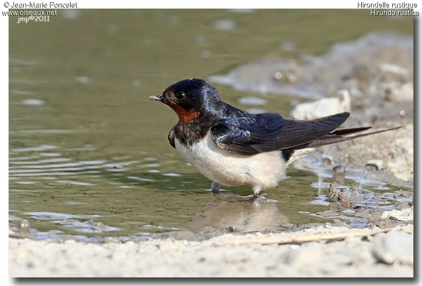 Barn Swallow